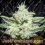 Sensi Star by Paradise Seeds Cannabis Seeds For Sale at Just Feminized