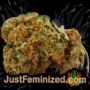 Space Cookies by Paradise Seeds Buds Weed Ganja Skunk Pot Reefer Dope Herb Pics Images