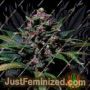 Sweet Purple by Paradise Seeds Cannabis Seeds For Sale at Just Feminized