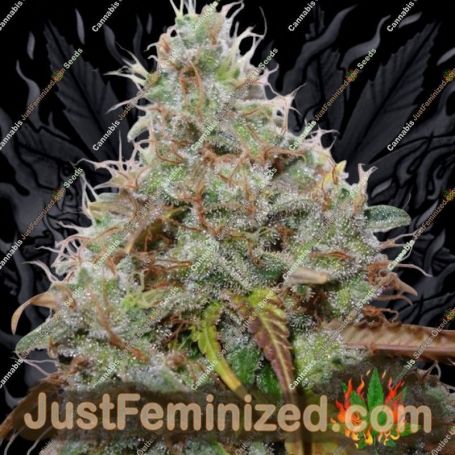 White Berry by Paradise Seeds Cannabis Seeds For Sale at Just Feminized