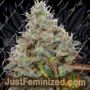 White Berry by Paradise Seeds Cannabis Seeds For Sale at Just Feminized