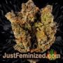 White Berry by Paradise Seeds Buds Weed Ganja Skunk Pot Reefer Dope Herb Pics Images