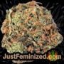 White Berry by Paradise Seeds Buds Weed Ganja Skunk Pot Reefer Dope Herb Pics Images