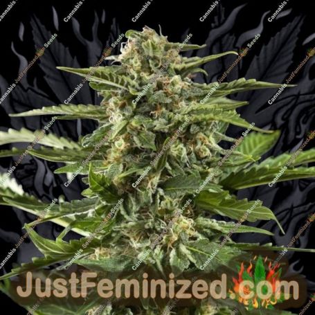 Stilton Auto by Philosopher Seeds Cannabis Seeds For Sale at Just Feminized