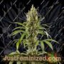 Easy Haze by Philosopher Seeds Cannabis Seeds For Sale at Just Feminized