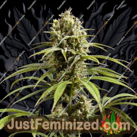 Jack El Frutero by Philosopher Seeds Cannabis Seeds For Sale at Just Feminized