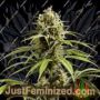 Jack El Frutero by Philosopher Seeds Cannabis Seeds For Sale at Just Feminized