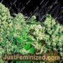 Juanita Mix by Philosopher Seeds Cannabis Seeds For Sale at Just Feminized