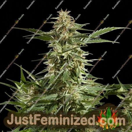 Lemon Auto by Philosopher Seeds Cannabis Seeds For Sale at Just Feminized