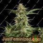 Lemon Auto by Philosopher Seeds Cannabis Seeds For Sale at Just Feminized