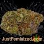 Orange Candy by Philosopher Seeds Buds Weed Ganja Skunk Pot Reefer Dope Herb Pics Images