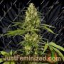 SweetLove by Philosopher Seeds Cannabis Seeds For Sale at Just Feminized