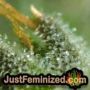 Tropi Mix by Philosopher Seeds THC CBD Close Up Trichomes Potency Yield Indica Sativa Strain Pic Images