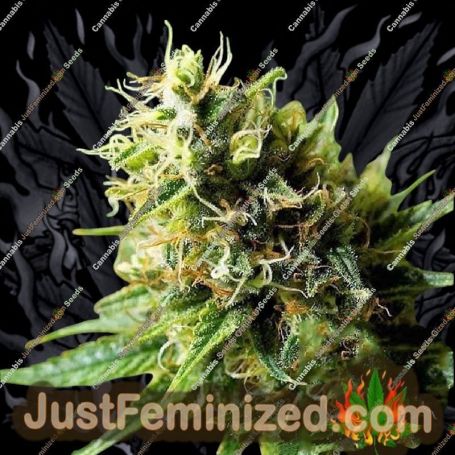 Acapulco Gold by Barneys Farm Cannabis Seeds For Sale at Just Feminized