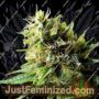 Acapulco Gold by Barneys Farm Cannabis Seeds For Sale at Just Feminized