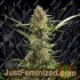 White Yoda Auto by Philosopher Seeds Cannabis Seeds For Sale at Just Feminized
