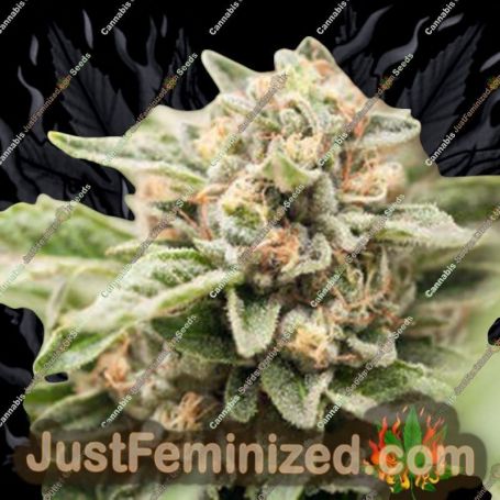 Crossover OG by Plantformers Cannabis Seeds For Sale at Just Feminized