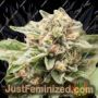 Crossover OG by Plantformers Cannabis Seeds For Sale at Just Feminized