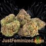 Crossover OG by Plantformers Buds Weed Ganja Skunk Pot Reefer Dope Herb Pics Images