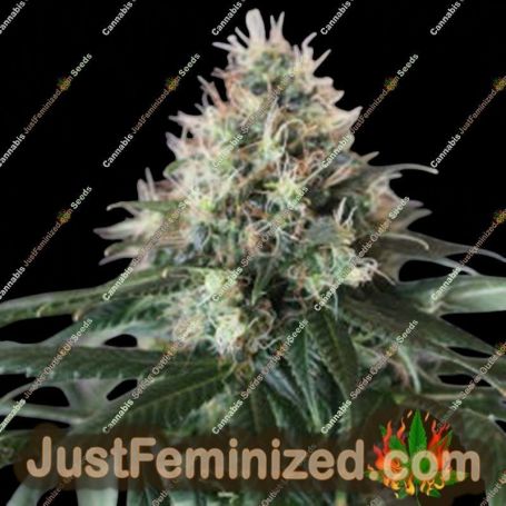 SOG Killin by Plantformers Cannabis Seeds For Sale at Just Feminized