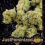 Acapulco Gold by Barneys Farm Buds Weed Ganja Skunk Pot Reefer Dope Herb Pics Images