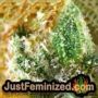 Acapulco Gold by Barneys Farm THC CBD Close Up Trichomes Potency Yield Indica Sativa Strain Pic Images