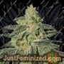 Afghan Hash Plant by Barneys Farm Cannabis Seeds For Sale at Just Feminized