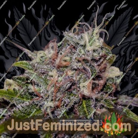 Caramel Ice by Positronic Seeds Cannabis Seeds For Sale at Just Feminized