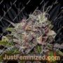 Caramel Ice by Positronic Seeds Cannabis Seeds For Sale at Just Feminized