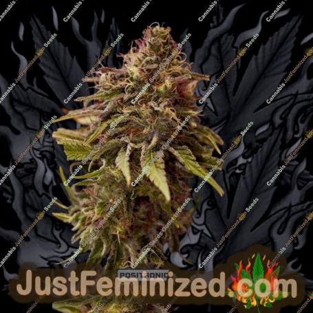 Caramel Ice by Positronic Seeds Cannabis Seeds For Sale at Just Feminized
