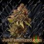 Caramel Ice by Positronic Seeds Cannabis Seeds For Sale at Just Feminized