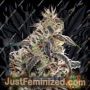 Claustrum by Positronic Seeds Cannabis Seeds For Sale at Just Feminized