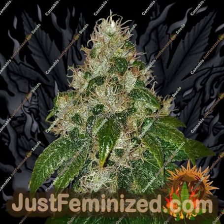 Amnesia Lemon by Barneys Farm Cannabis Seeds For Sale at Just Feminized