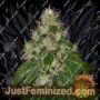 Amnesia Lemon by Barneys Farm Cannabis Seeds For Sale at Just Feminized