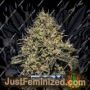 Critical 47 by Positronic Seeds Cannabis Seeds For Sale at Just Feminized