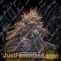 Critical 47 Express Auto by Positronic Seeds Cannabis Seeds For Sale at Just Feminized