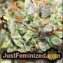 Amnesia Lemon by Barneys Farm THC CBD Close Up Trichomes Potency Yield Indica Sativa Strain Pic Images