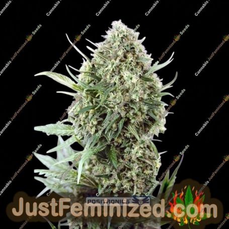 Jack Diesel by Positronic Seeds Cannabis Seeds For Sale at Just Feminized
