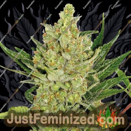 Blueberry Cheese Auto by Barneys Farm Cannabis Seeds For Sale at Just Feminized