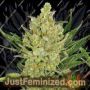 Blueberry Cheese Auto by Barneys Farm Cannabis Seeds For Sale at Just Feminized