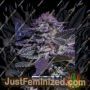 Kush Express Auto by Positronic Seeds Cannabis Seeds For Sale at Just Feminized