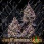 Somango 47 by Positronic Seeds Cannabis Seeds For Sale at Just Feminized