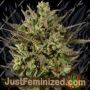 Blackberry Fire by Purple Caper Cannabis Seeds For Sale at Just Feminized