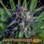 Blackberry Zkittlez by Purple Caper Cannabis Seeds For Sale at Just Feminized