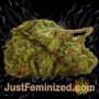 Cash Berry by Purple Caper Buds Weed Ganja Skunk Pot Reefer Dope Herb Pics Images