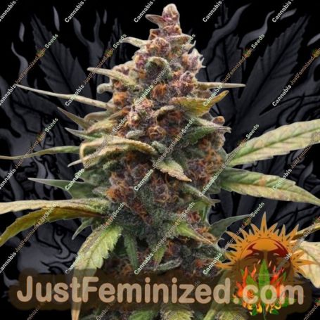 Ayahuasca Purple by Barneys Farm Cannabis Seeds For Sale at Just Feminized