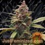 Ayahuasca Purple by Barneys Farm Cannabis Seeds For Sale at Just Feminized