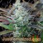 Gelato X by Purple Caper Cannabis Seeds For Sale at Just Feminized