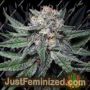 Key Lime Pie by Purple Caper Cannabis Seeds For Sale at Just Feminized