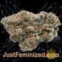 Ayahuasca Purple by Barneys Farm Buds Weed Ganja Skunk Pot Reefer Dope Herb Pics Images